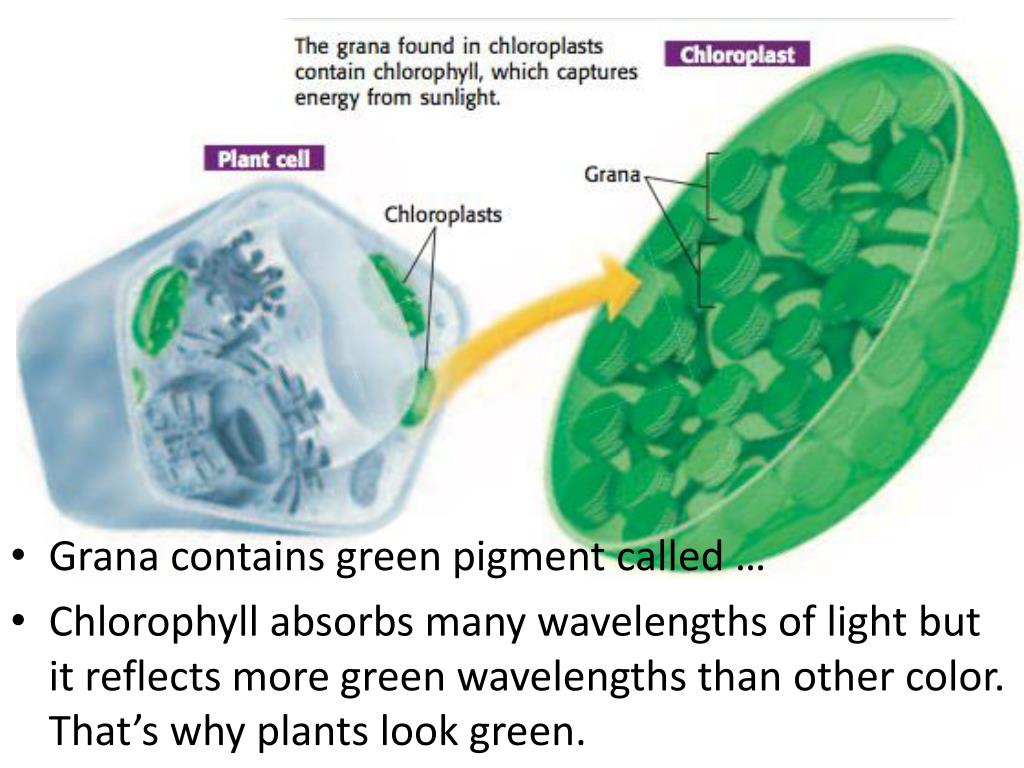 PPT Chapter 13 PowerPoint Presentation, free download ID3123721
