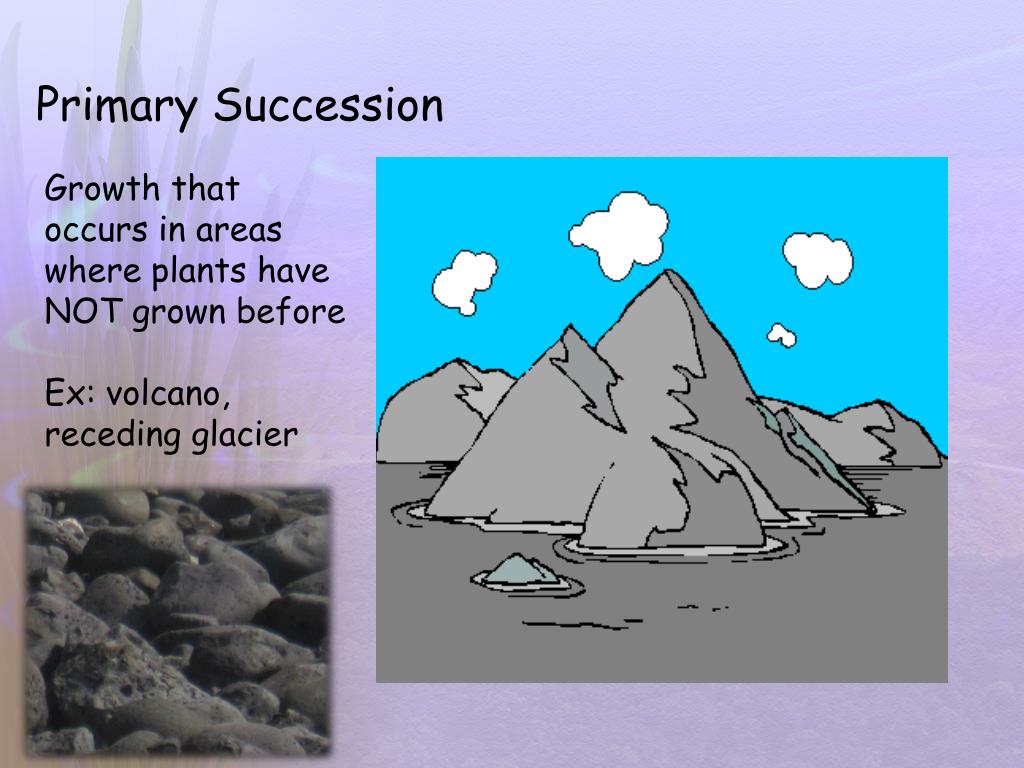PPT What is an Ecosystem? PowerPoint Presentation, free download ID