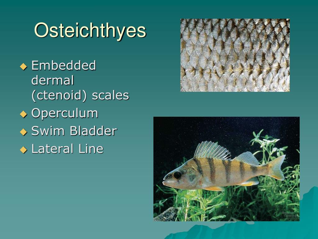 PPT Invertebrates III and Vertebrates PowerPoint Presentation, free