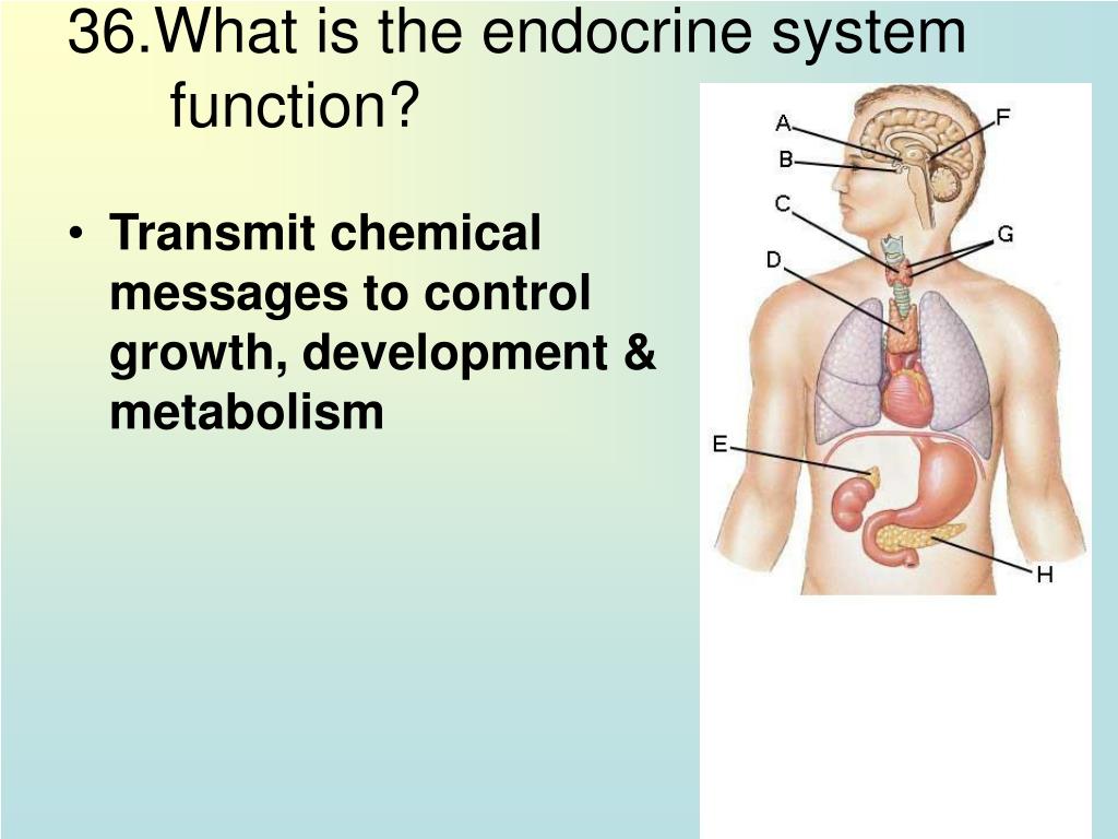 PPT Immune System, Endocrine System, & Nervous System PowerPoint