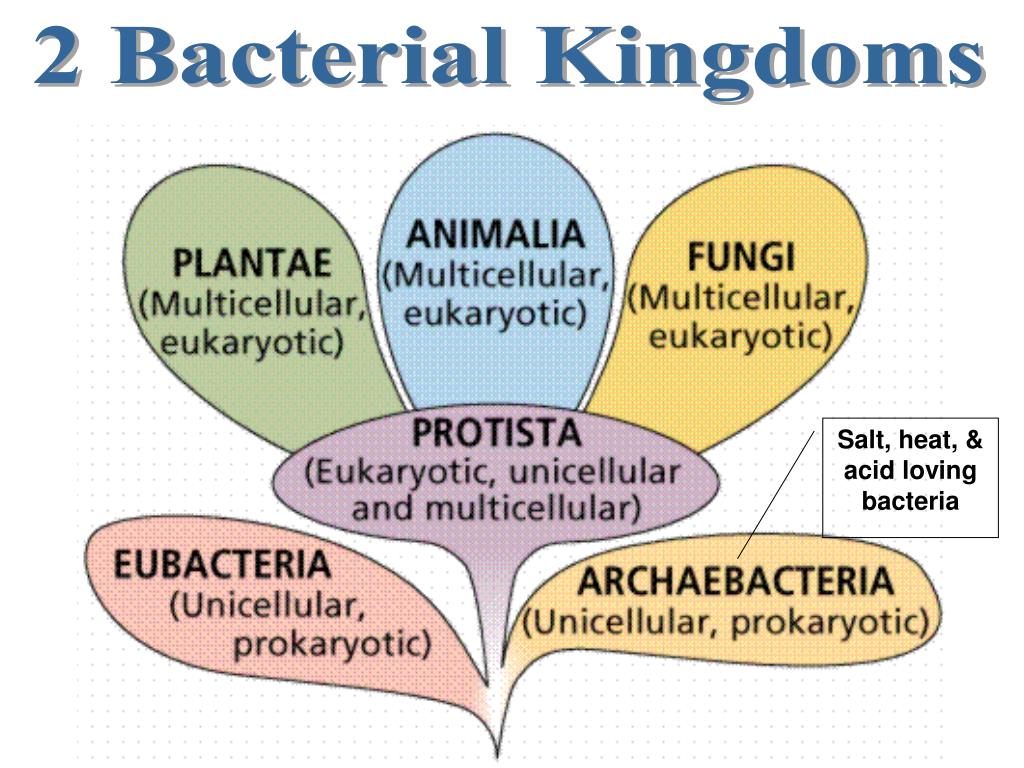 PPT Bacteria Characteristics PowerPoint Presentation, free download