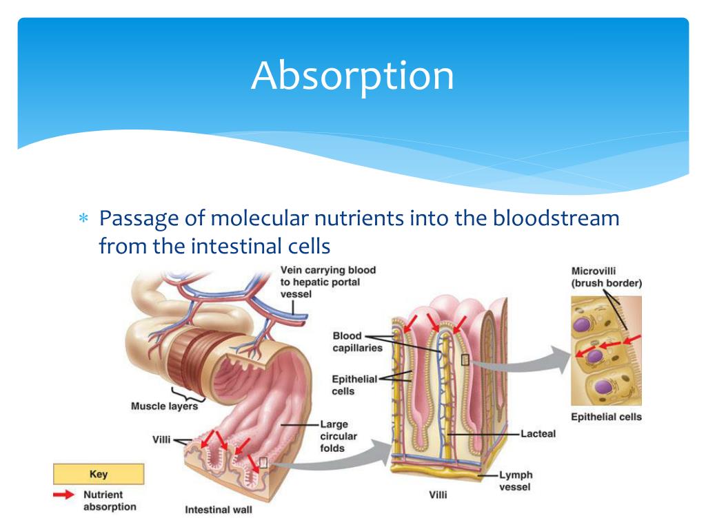 PPT Nutritional Management of Crohn’s Disease PowerPoint Presentation