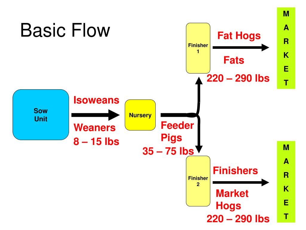 PPT - Pig Flow PowerPoint Presentation, free download - ID:3133042