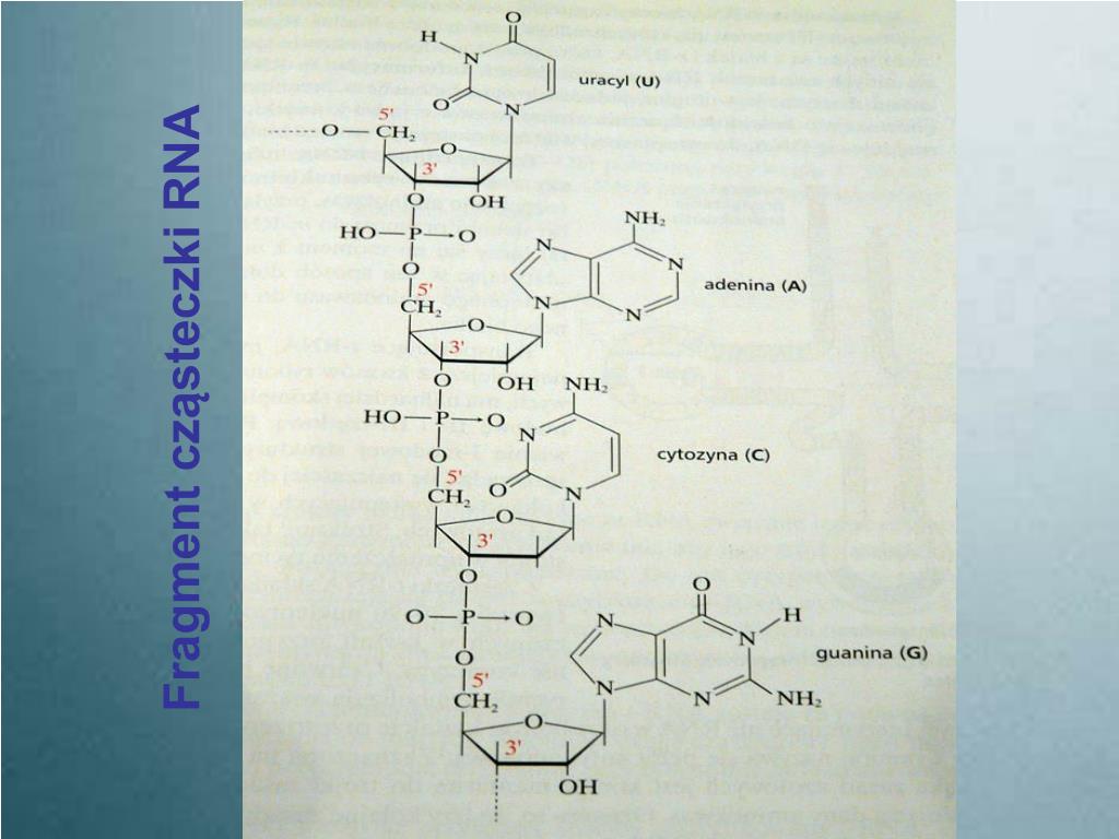 PPT NUKLEOZYDY I NUKLEOTYDY BUDOWA I ROLA ATP I NAD + KWASY