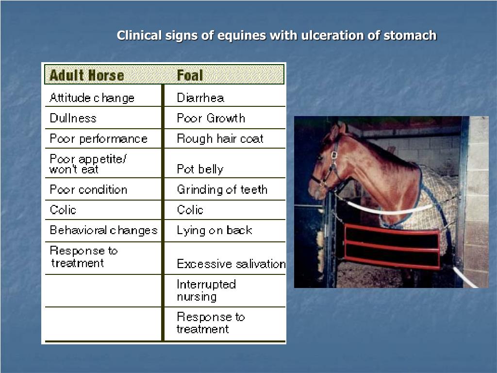 PPT Management of Equine Gastric Ulcer Syndrome (EGUS) PowerPoint