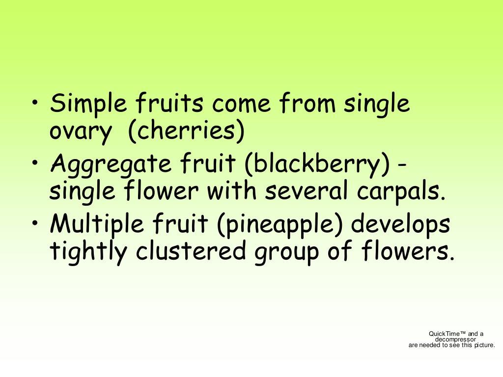 PPT Plant Reproduction and Plant Diversity II PowerPoint Presentation