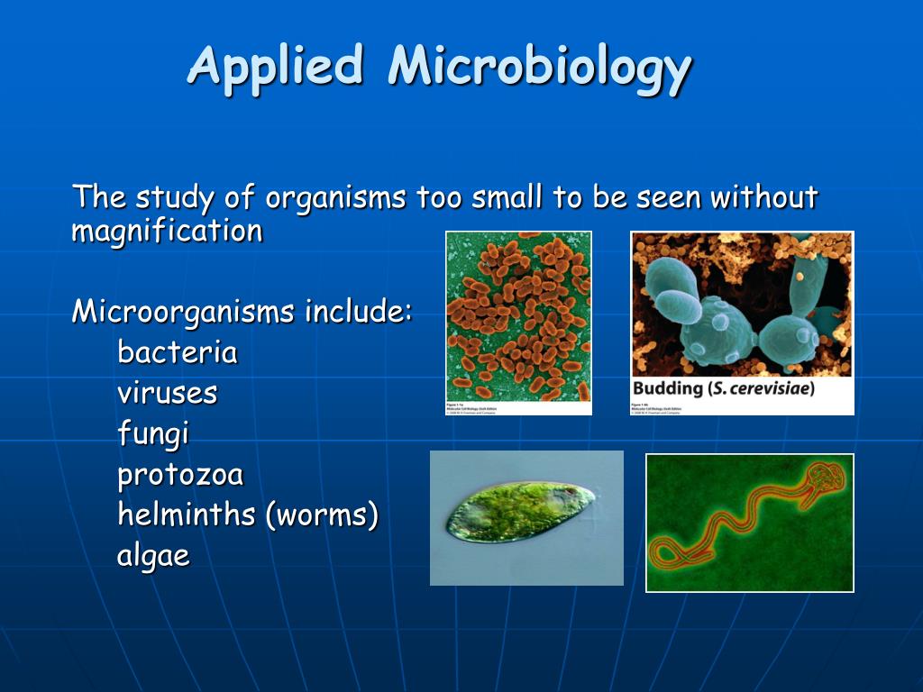 PPT Applied Microbiology PowerPoint Presentation, free download ID