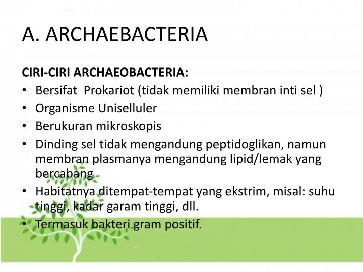 PPT ARCHAEBACTERIA DAN EUBACTERIA PowerPoint