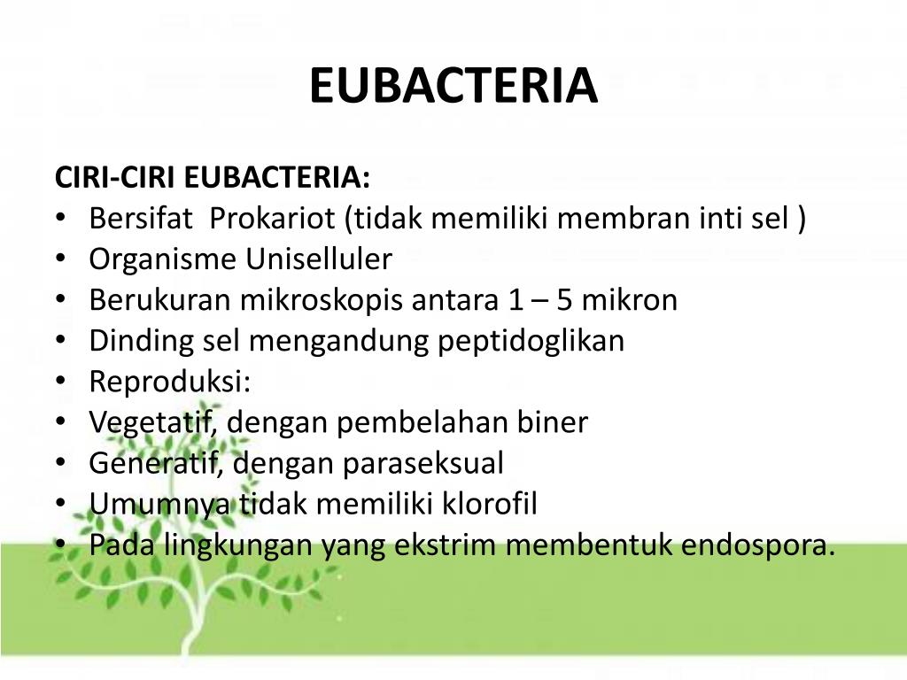 PPT ARCHAEBACTERIA DAN EUBACTERIA PowerPoint