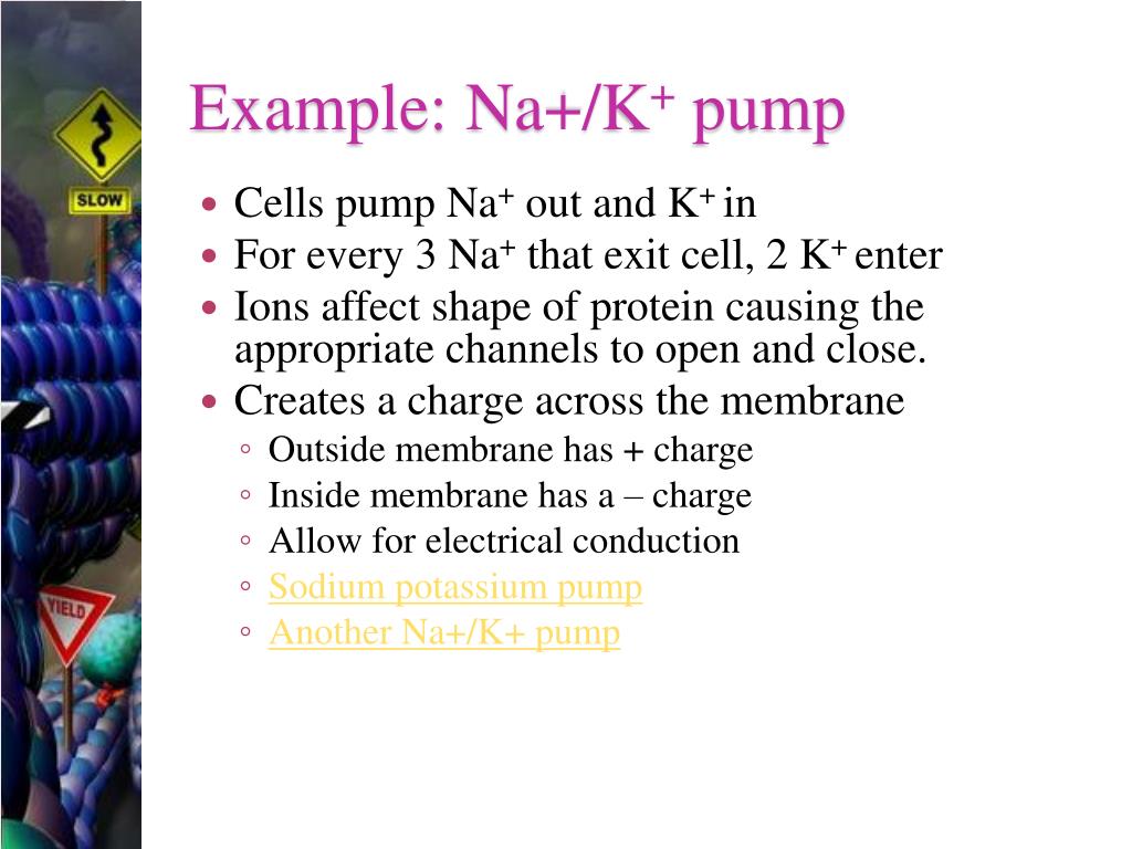 PPT Cell Transport PowerPoint Presentation, free download ID3141934