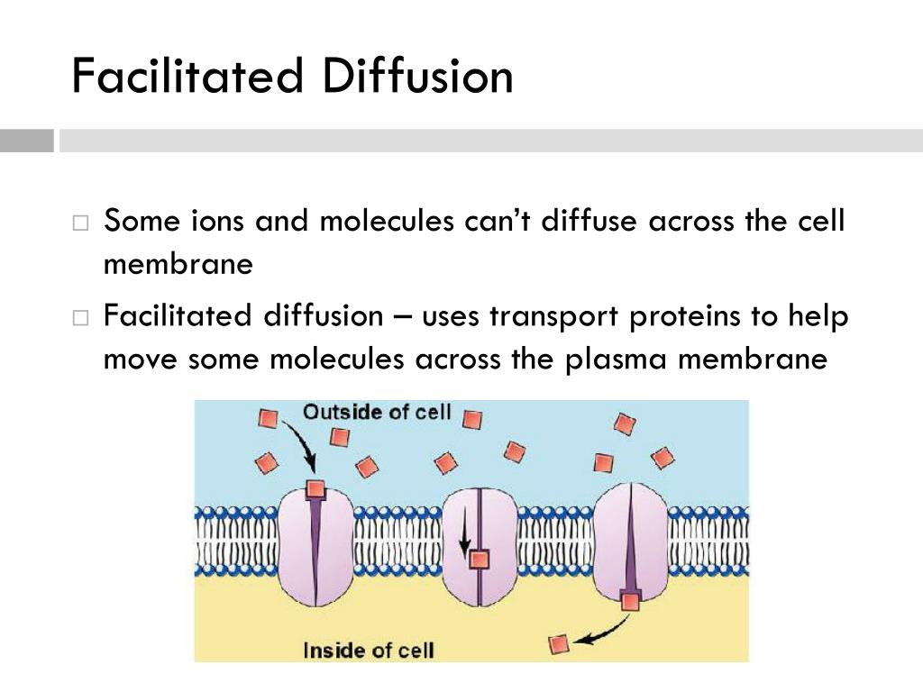 PPT Cell Structure and Function PowerPoint Presentation, free