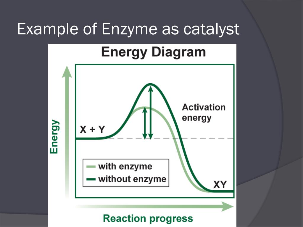 PPT UNIT 2 THE CELL PowerPoint Presentation, free download ID3144483