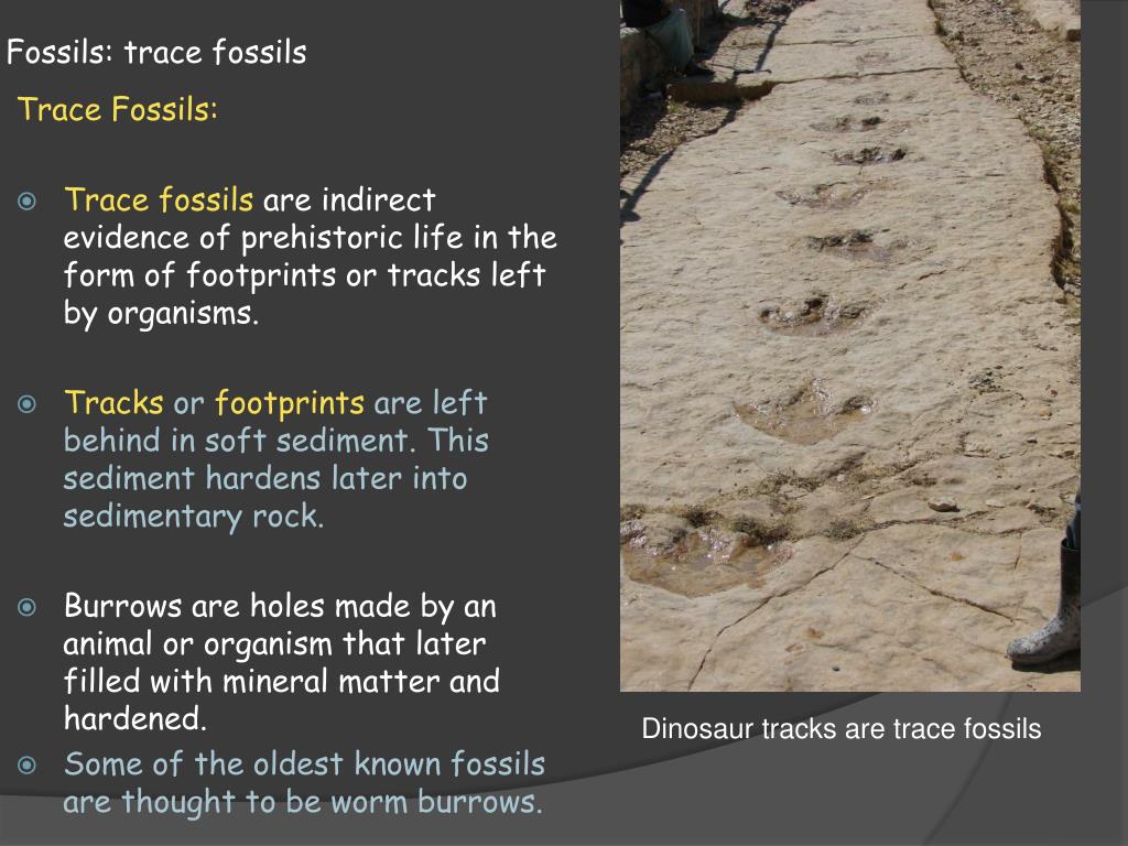 PPT Earth Science 12.2 Fossils Evidence of Past Life PowerPoint
