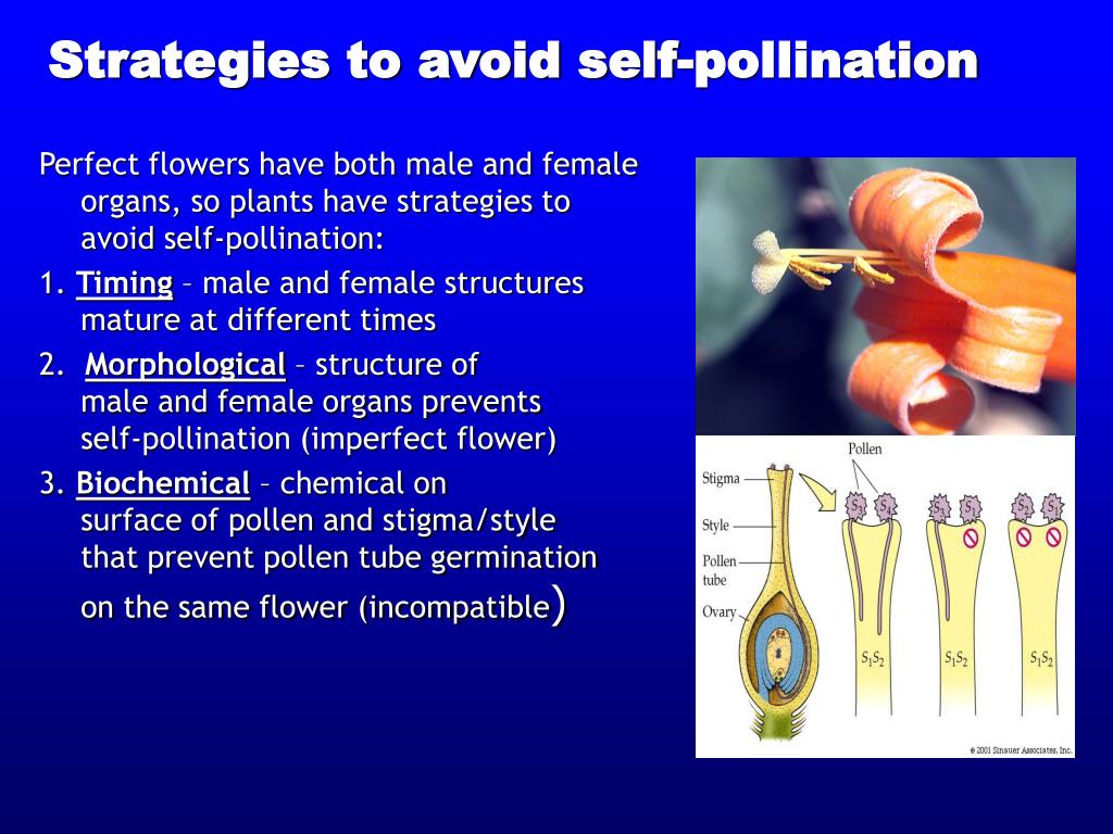 Why Do Plants Avoid Self Pollination at Rizzuto blog