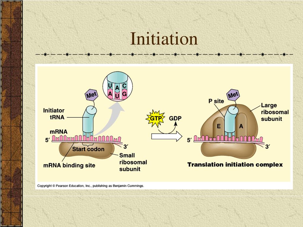 PPT Protein Synthesis PowerPoint Presentation, free download ID3147390