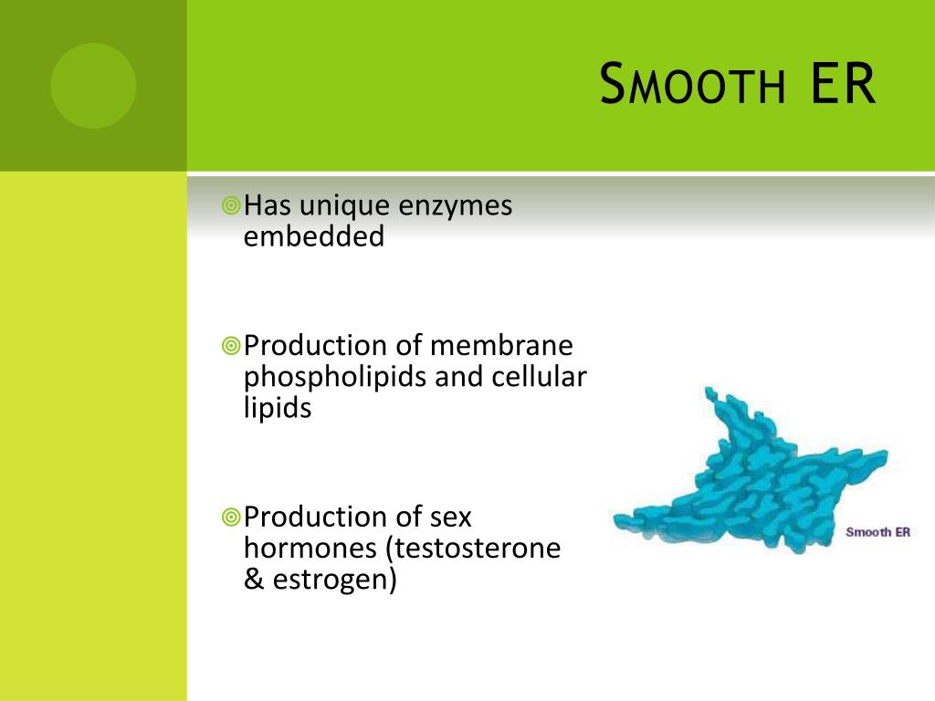 PPT Cell Structures & Organelles PowerPoint Presentation, free