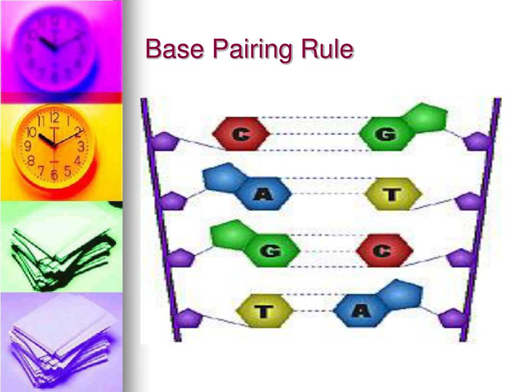 PPT DNA, mRNA, and Protein Synthesis PowerPoint Presentation, free