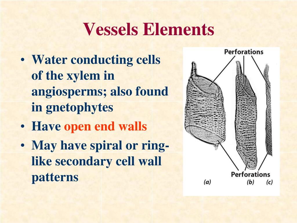 PPT Angiosperms III PowerPoint Presentation, free download ID3148302