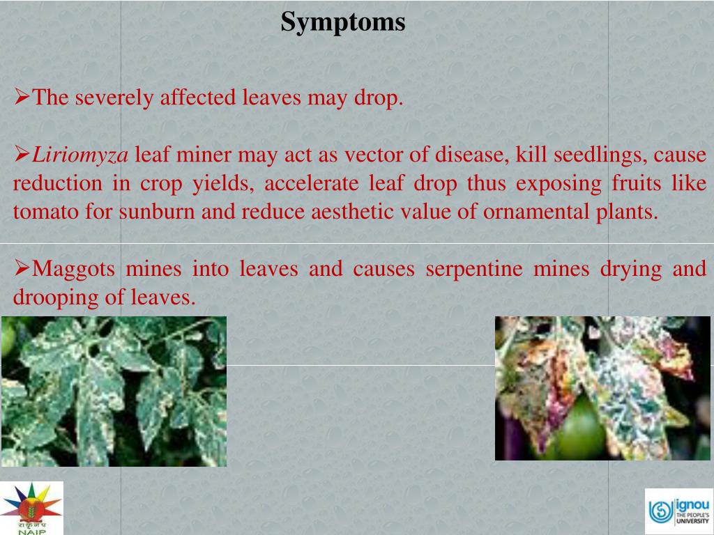 PPT Identification, Symptoms and nature of damage Leaf miner