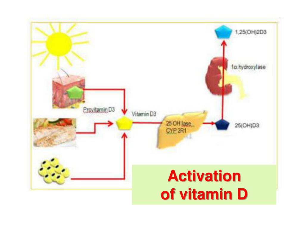 PPT Metabolic Functions of The Kidney PowerPoint Presentation, free