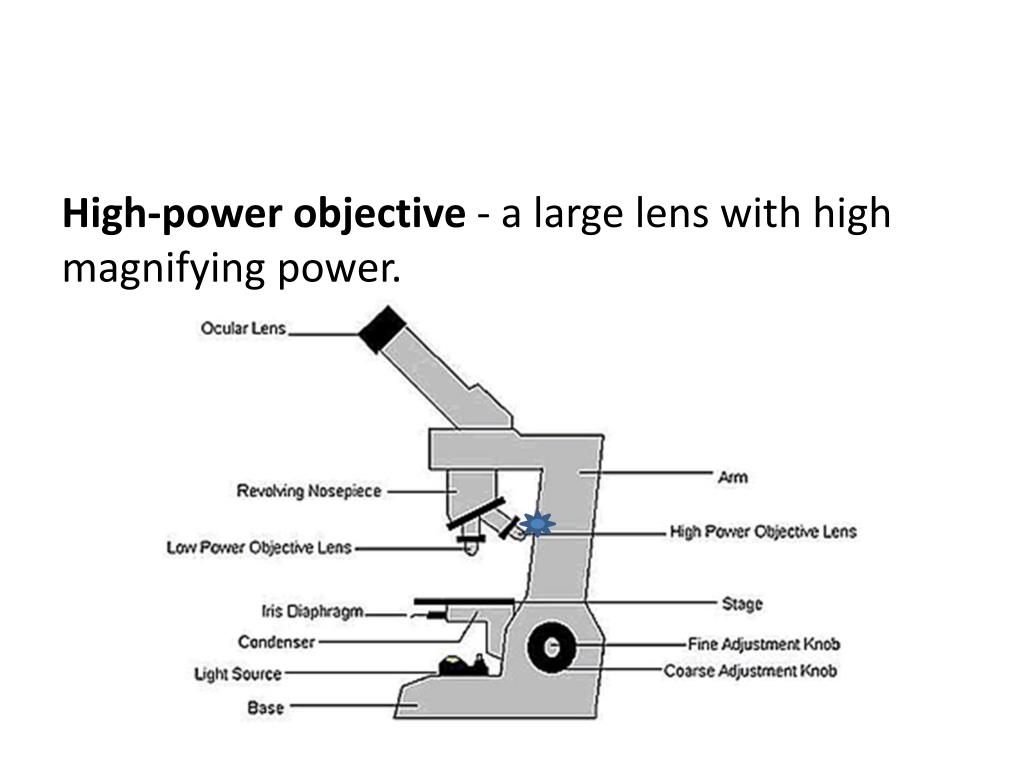 PPT MICROSCOPE PowerPoint Presentation, free download ID3167287