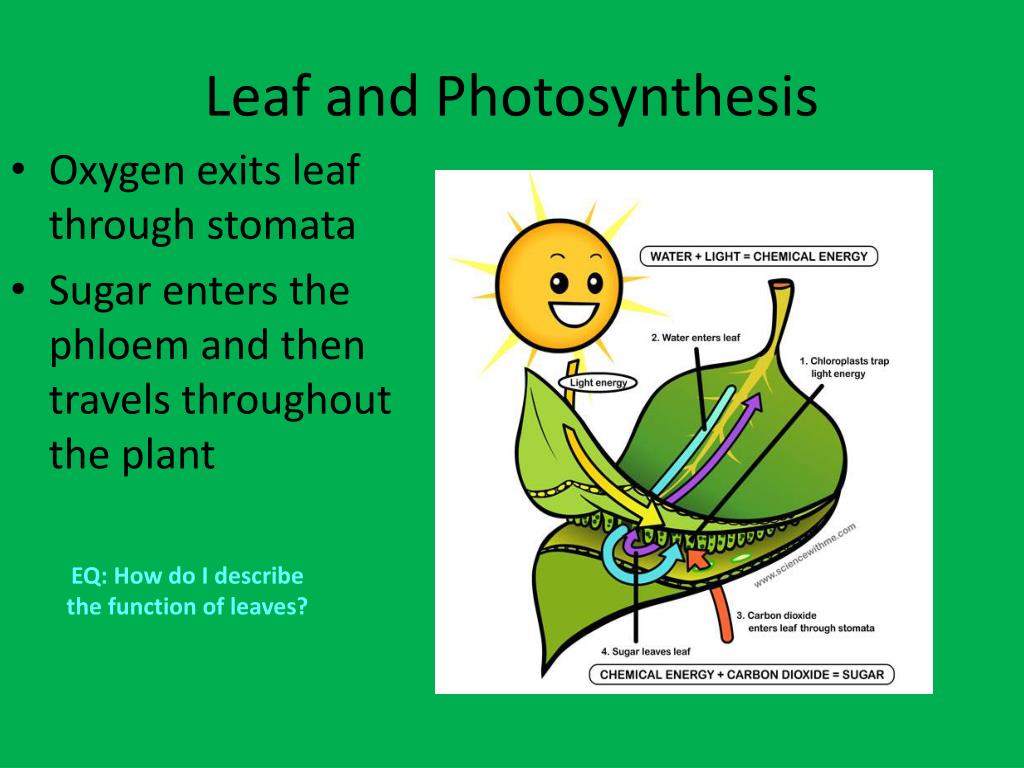 PPT EQ How do I describe the function of leaves? PowerPoint