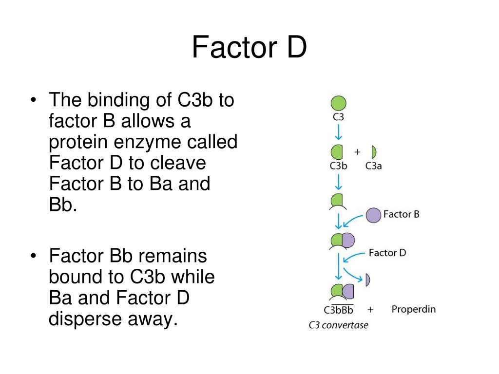 PPT The Complement system PowerPoint Presentation, free download ID