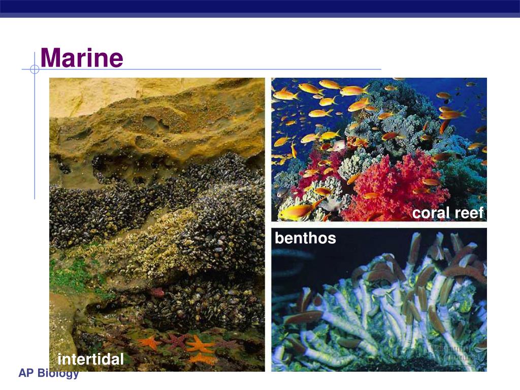 PPT Earth’s biomes PowerPoint Presentation, free download ID3196991