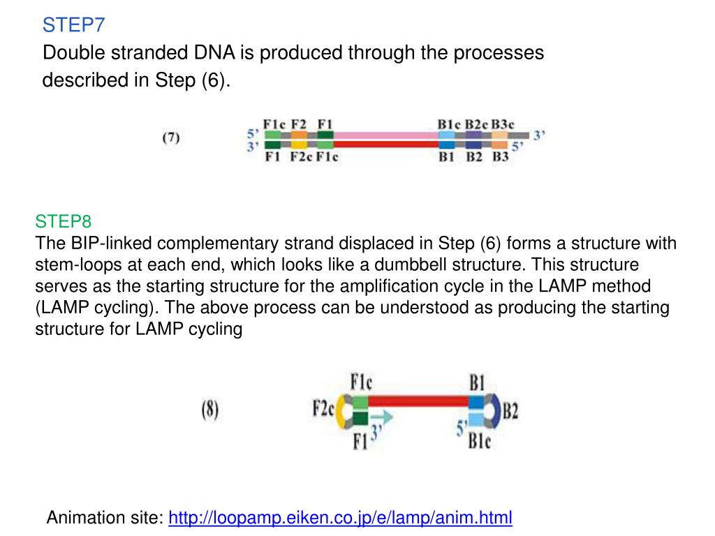 PPT Loopmediated Isothermal Amplification (LAMP) and