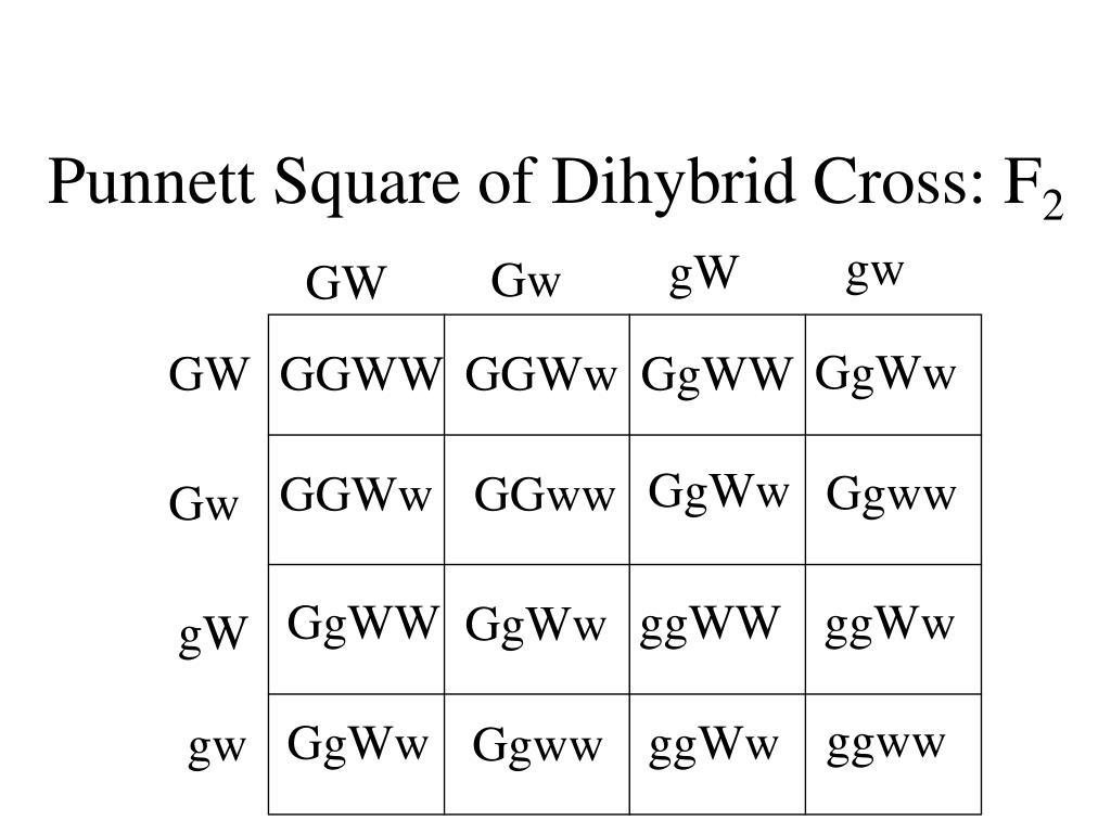 Dihybrid Square F2 Independent Assortment