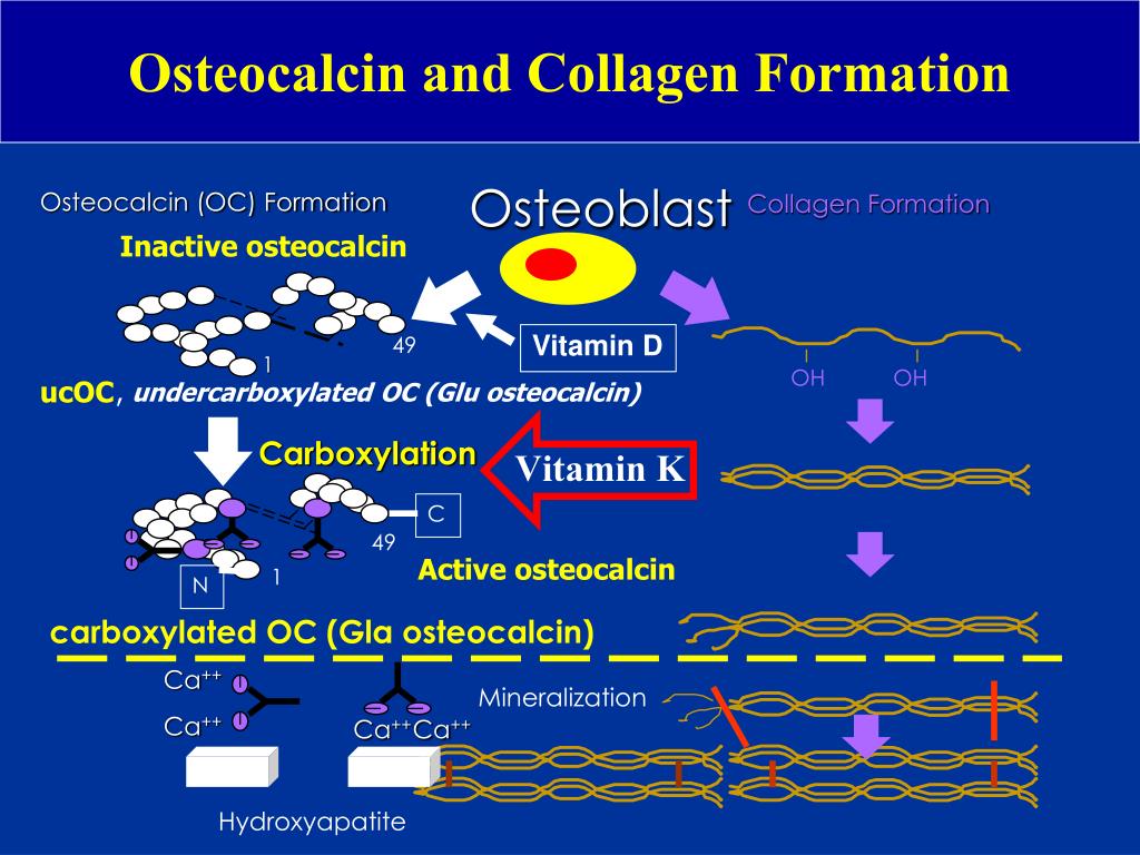 PPT Clinical Application of Vitamin K2 in Osteoporosis PowerPoint