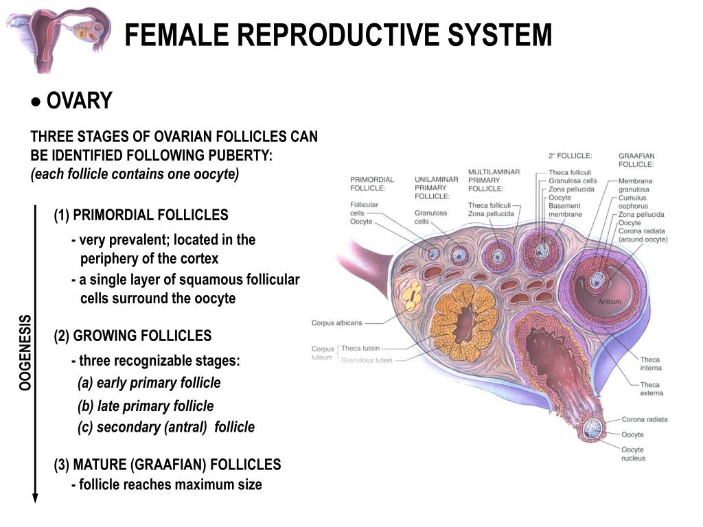 PPT Female Reproductive System PowerPoint Presentation