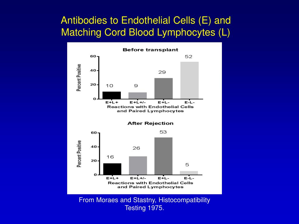 PPT Antibodies Against Endothelial Cells PowerPoint Presentation