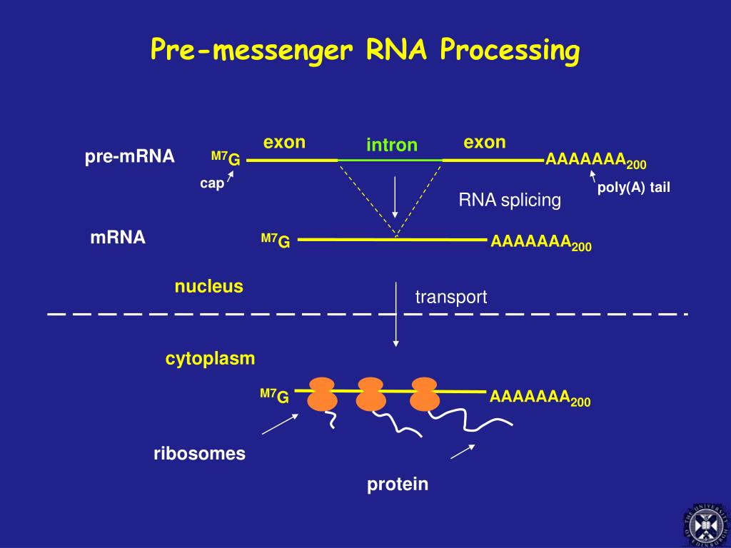 PPT What is RNA splicing? PowerPoint Presentation, free download ID