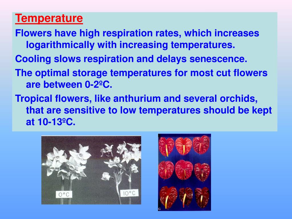 PPT Postharvest handling of cut flowers Advanced Course on