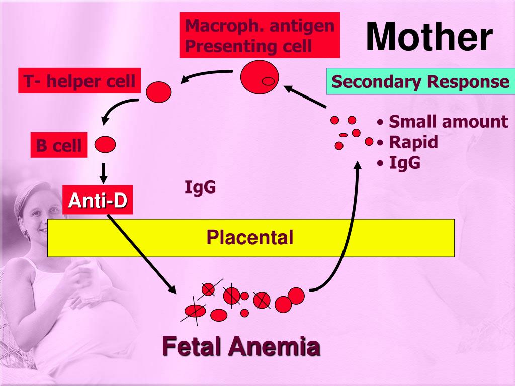 PPT RHESUS (Rh) ISOIMMUNIZATION PowerPoint Presentation, free