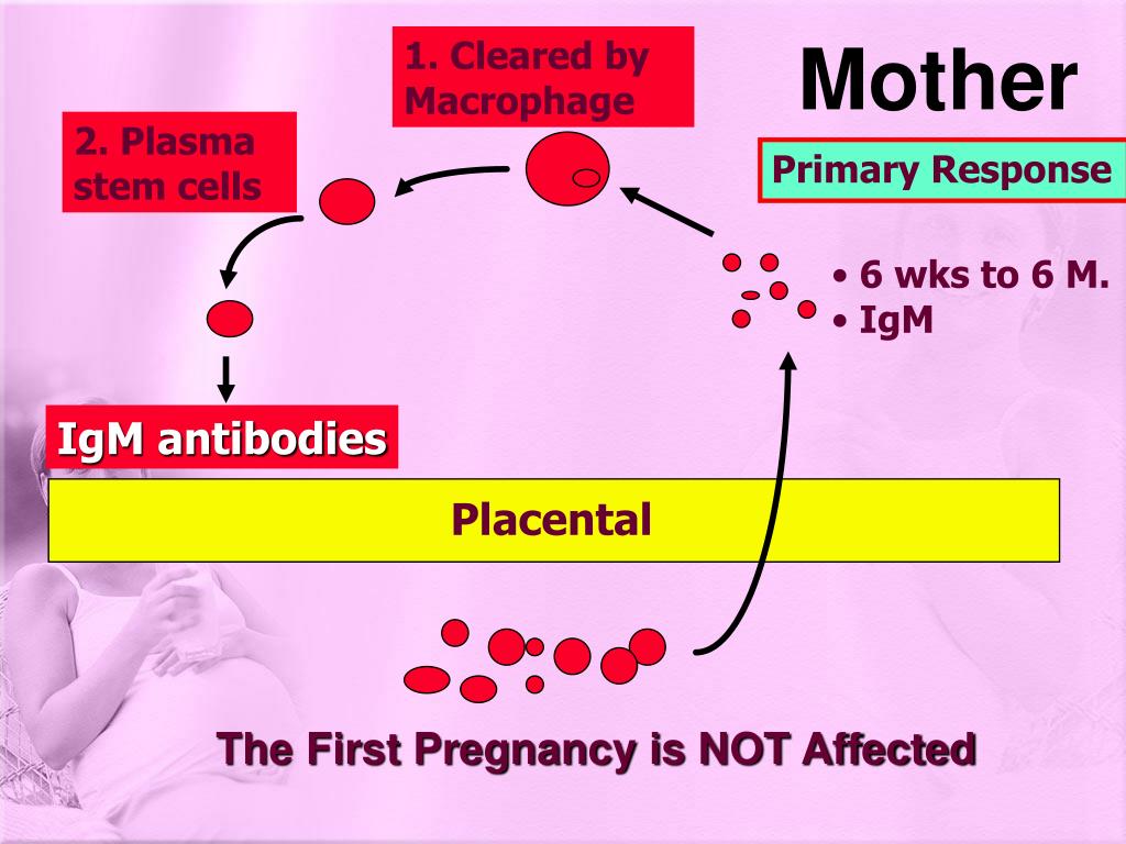 PPT RHESUS (Rh) ISOIMMUNIZATION PowerPoint Presentation, free