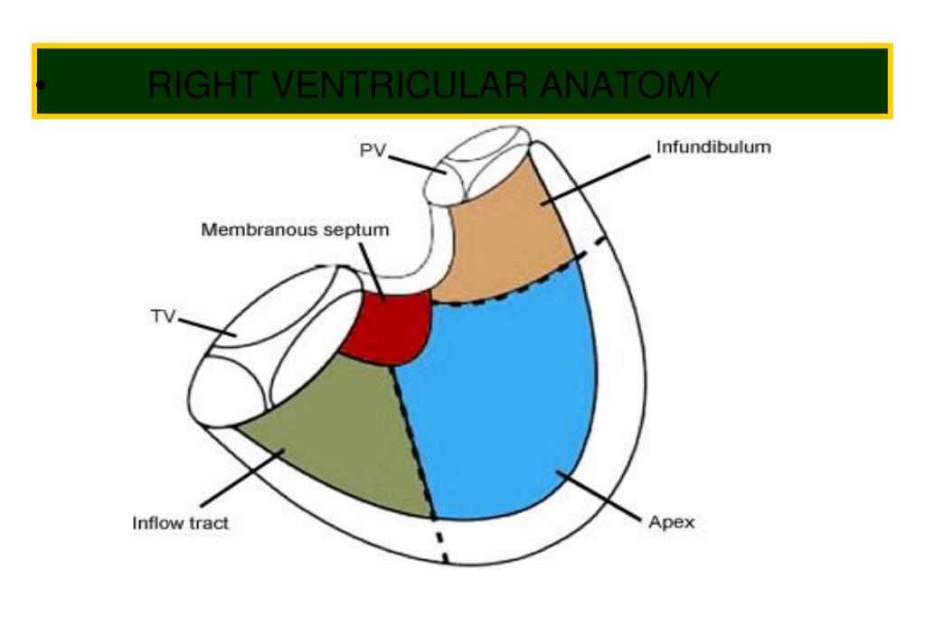 PPT ASSESSMENT OF THE RIGHT VENTRICLE BY ECHOCARDIOGRAPHY PowerPoint