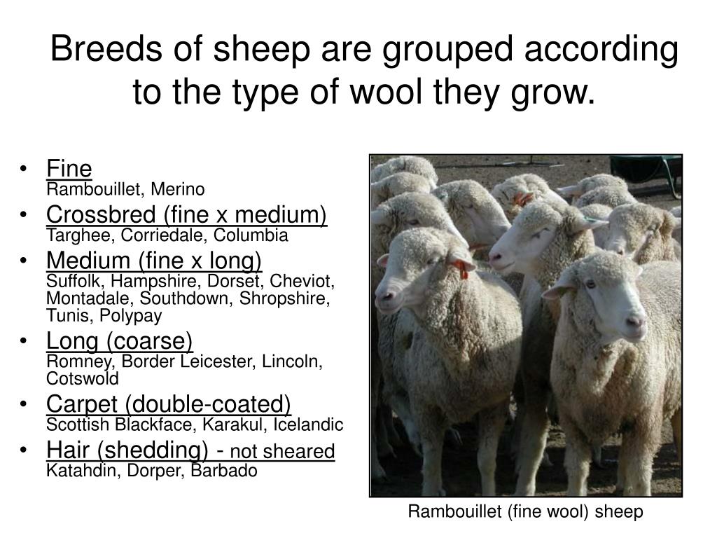 PPT An introduction to wool judging PowerPoint Presentation, free
