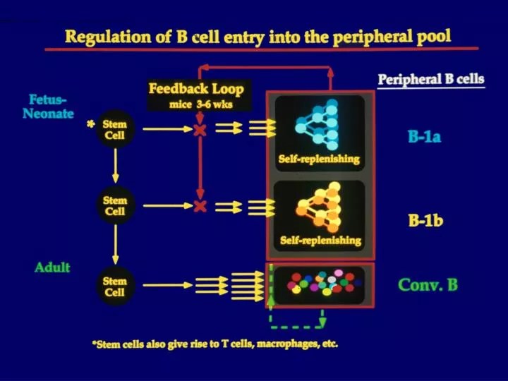 PPT Natural Antibodies PowerPoint Presentation, free download ID