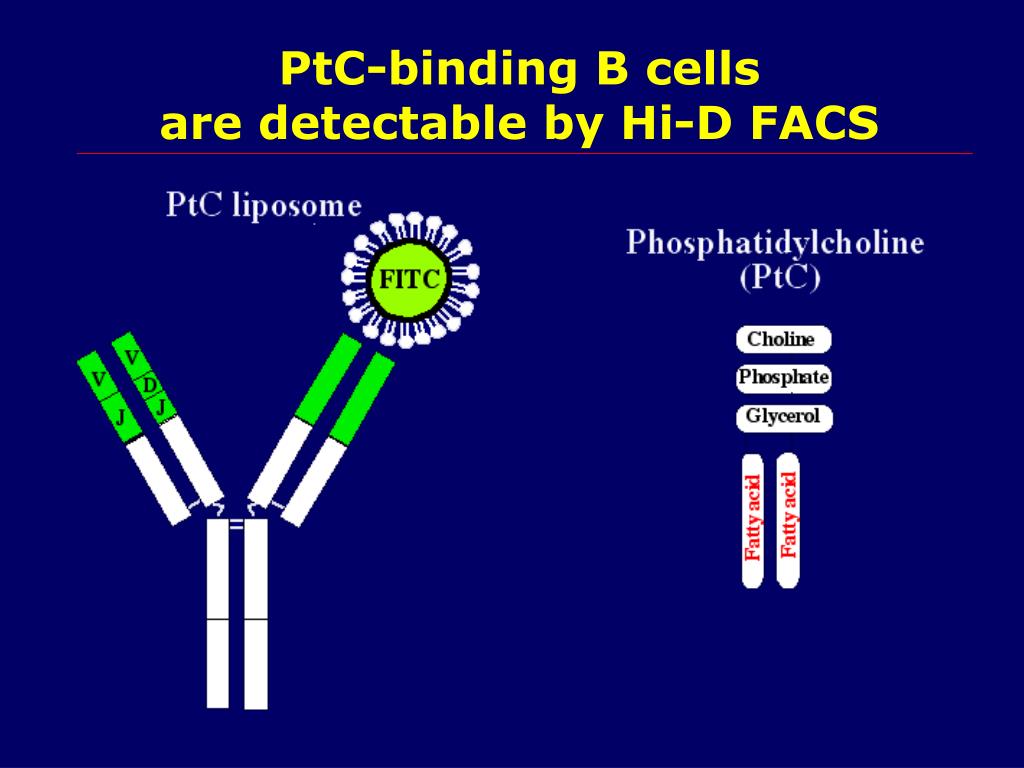 PPT Natural Antibodies PowerPoint Presentation, free download ID