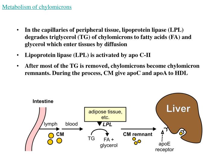 PPT Lipoprotein Structures, Function and Metabolism PowerPoint