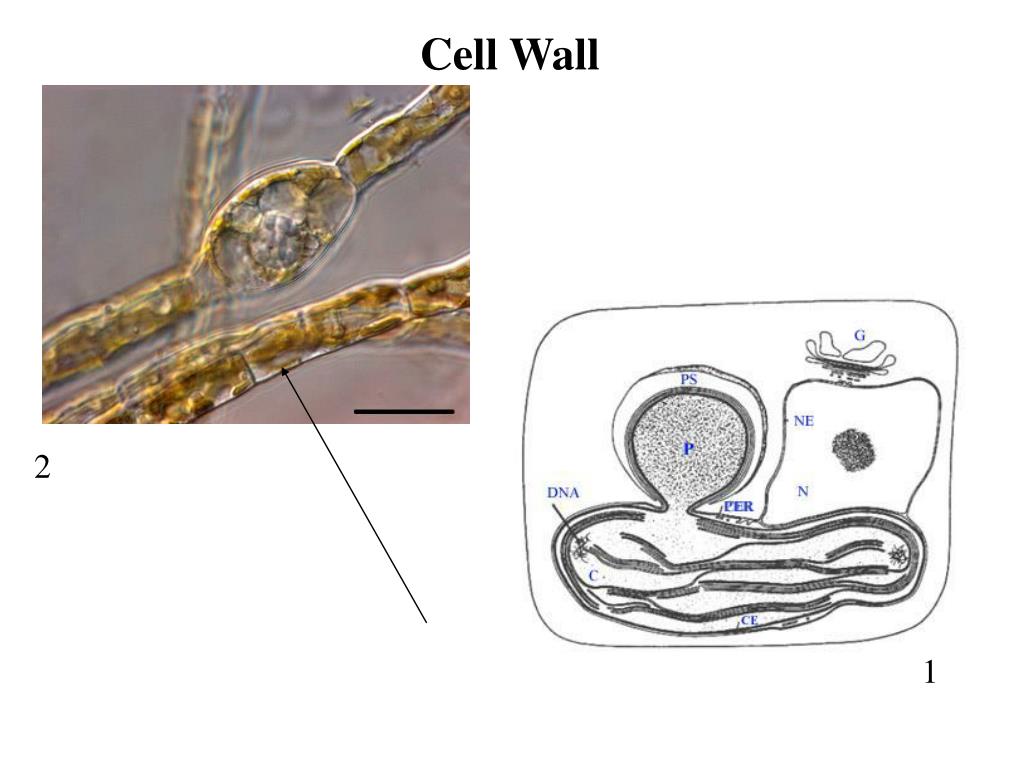 PPT Brown Algae Anatomy Revisited Cortex and Medulla PowerPoint