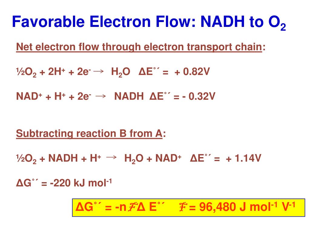 PPT Electron Transport Chain/Respiratory Chain PowerPoint Presentation ID3220621