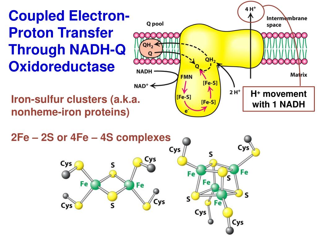 PPT Electron Transport Chain/Respiratory Chain PowerPoint Presentation ID3220621