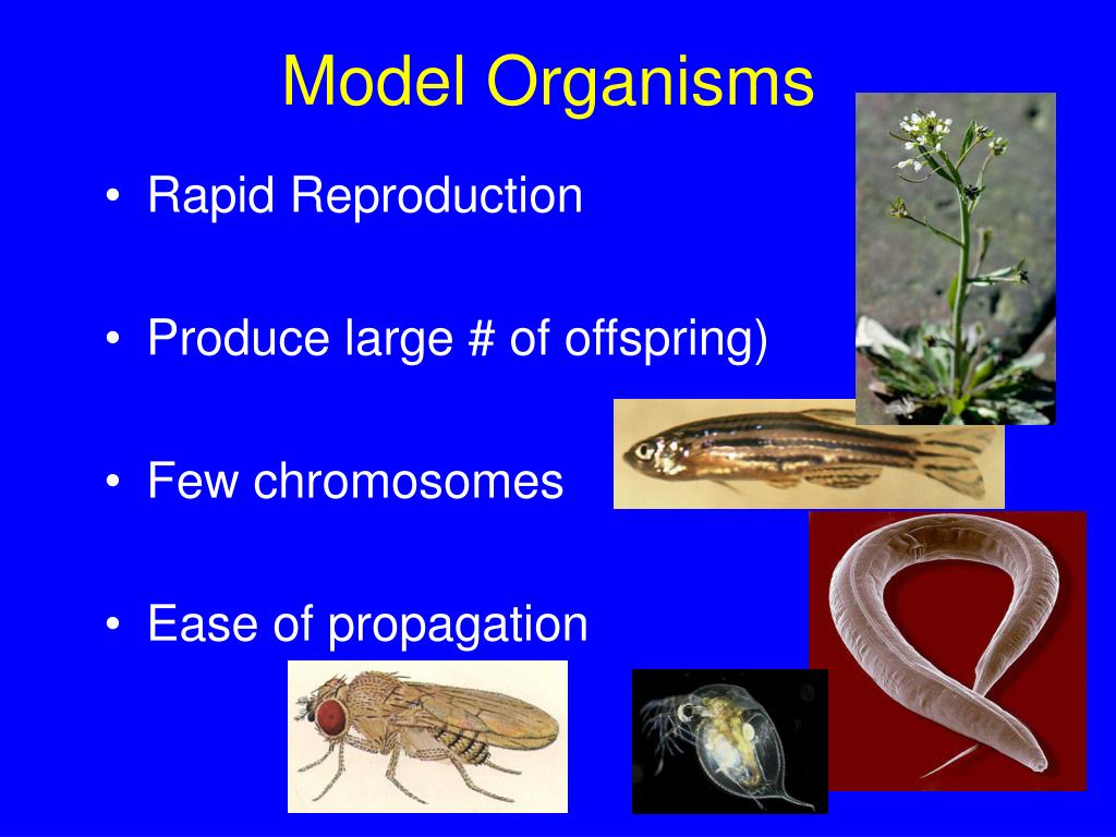 PPT Observing Patterns in Inherited Traits PowerPoint Presentation