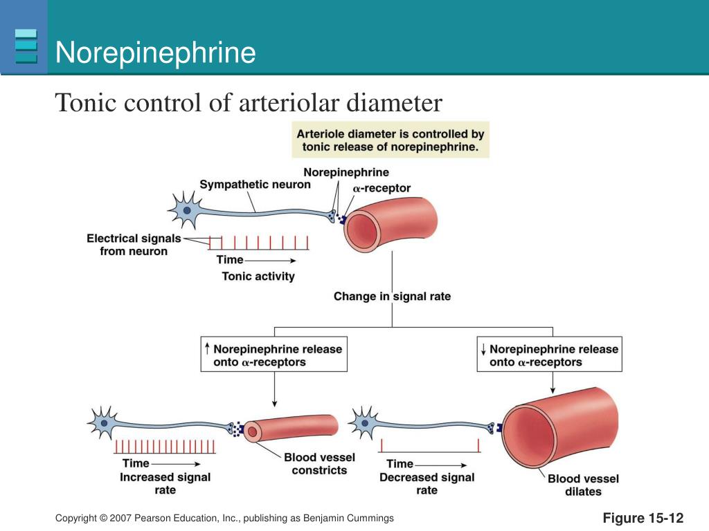 PPT Blood Flow and the Control of Blood Pressure PowerPoint Presentation ID3223748