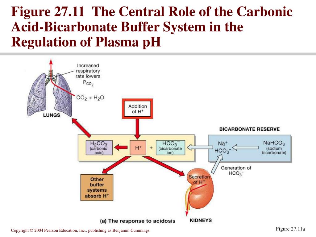 PPT Chapter 27, part 2 PowerPoint Presentation, free download ID