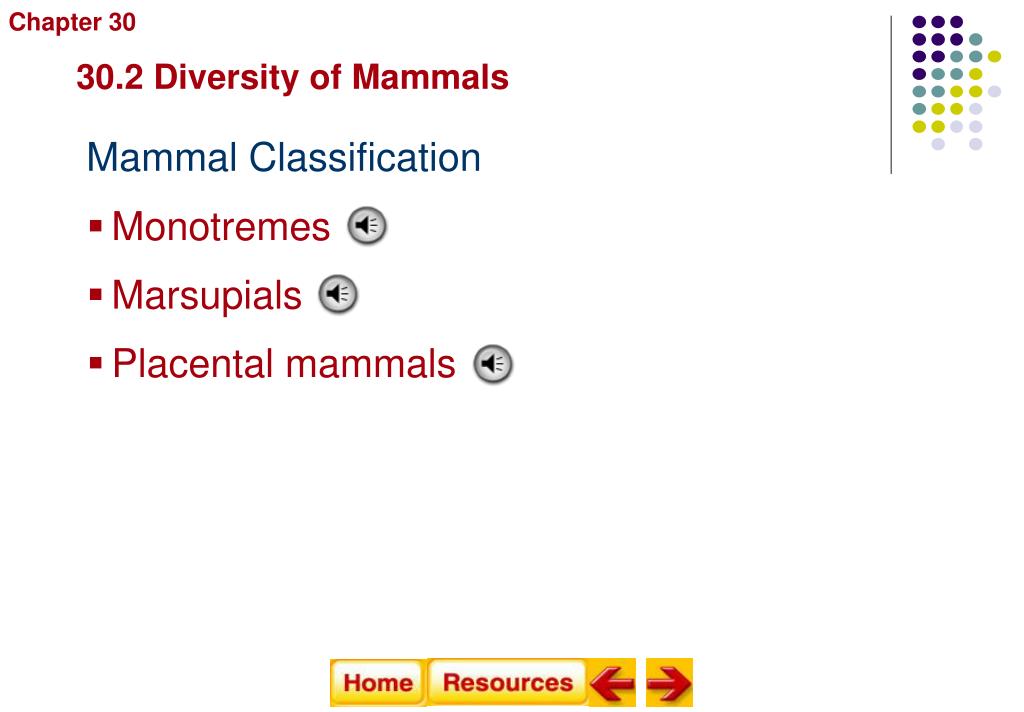 PPT Major classes of mammals PowerPoint Presentation, free download