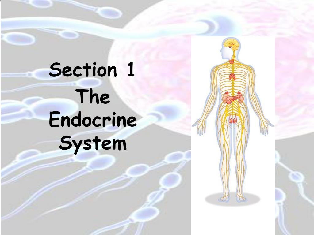 PPT CHAPTER 39 THE ENDOCRINE AND REPRODUCTIVE SYSTEMS PowerPoint